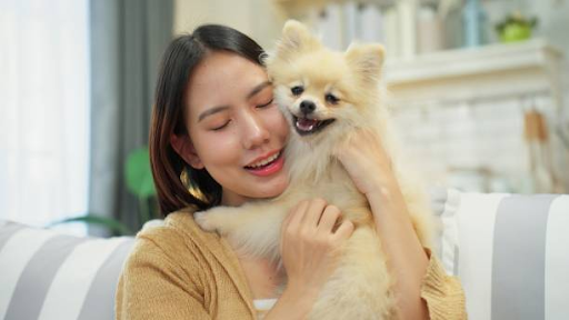 What Makes Teacup Pomeranian Puppies So Popular in the United States?