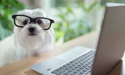 How Digital Convenience Is Changing Everyday Pet Care