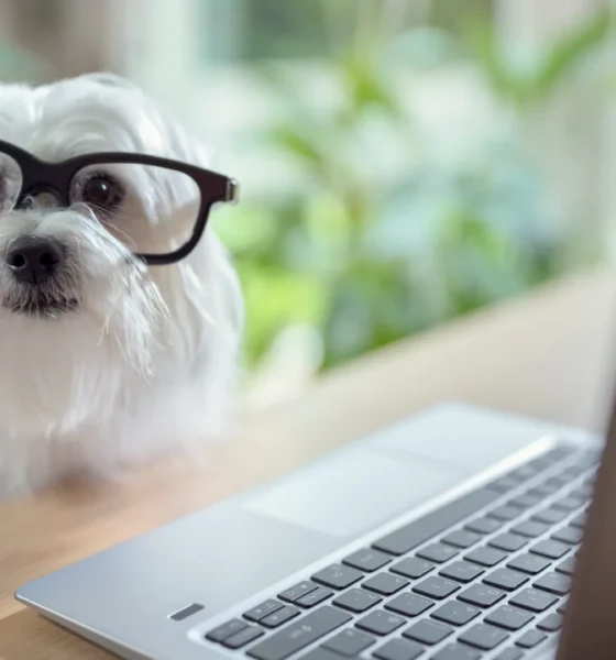 How Digital Convenience Is Changing Everyday Pet Care