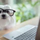 How Digital Convenience Is Changing Everyday Pet Care