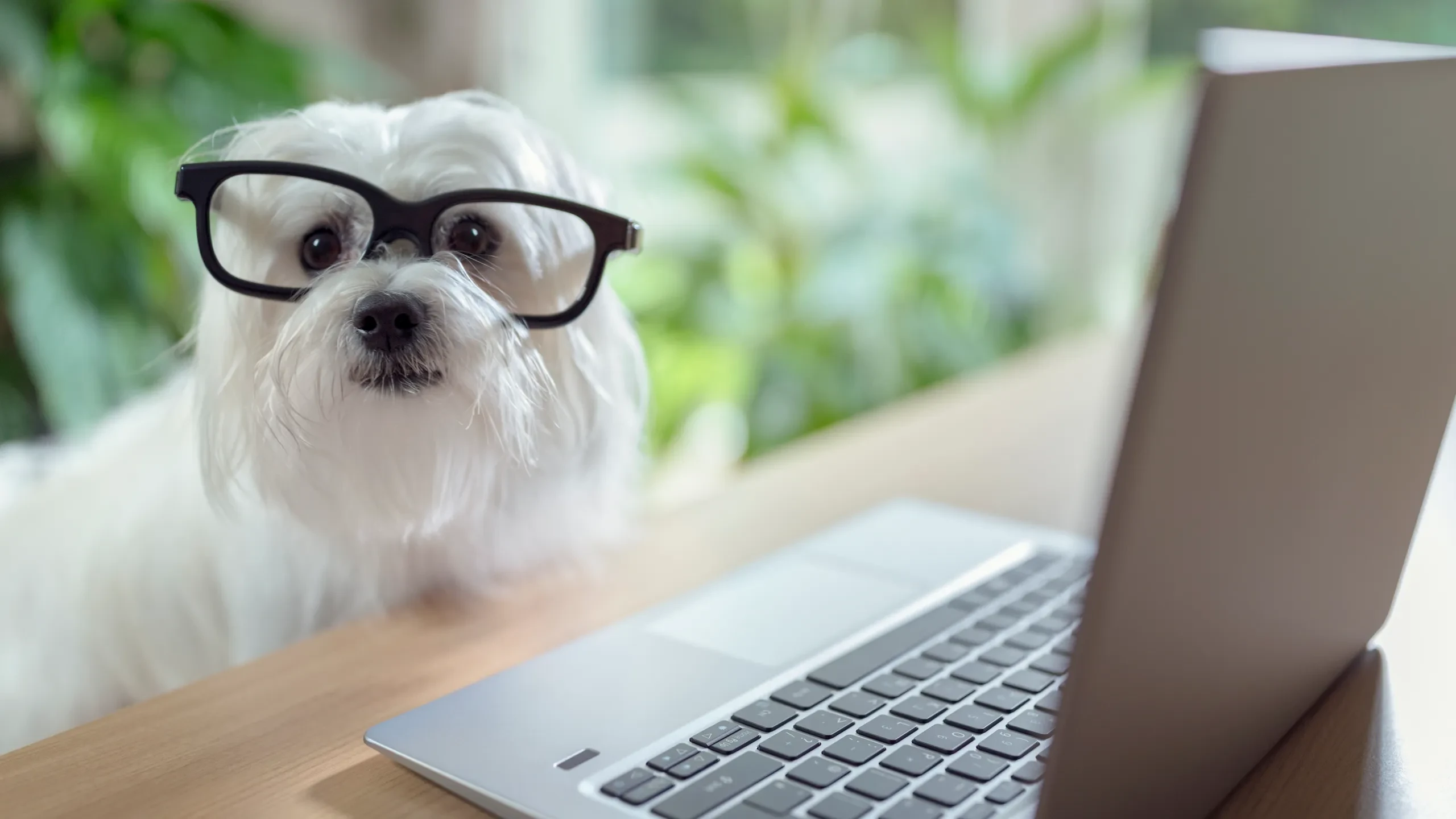 How Digital Convenience Is Changing Everyday Pet Care