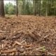 Forestry Management & Soil Conservation: Matching Mulcher Types with the Desired Organic Ground Cover