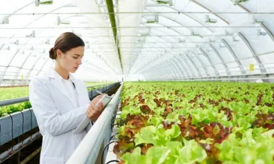 Modern Farmers